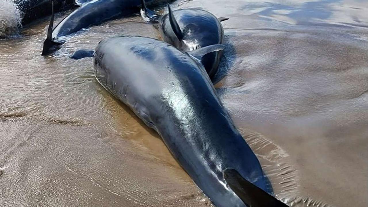 Ratusan lumba-lumba terdampar di pantai Australia