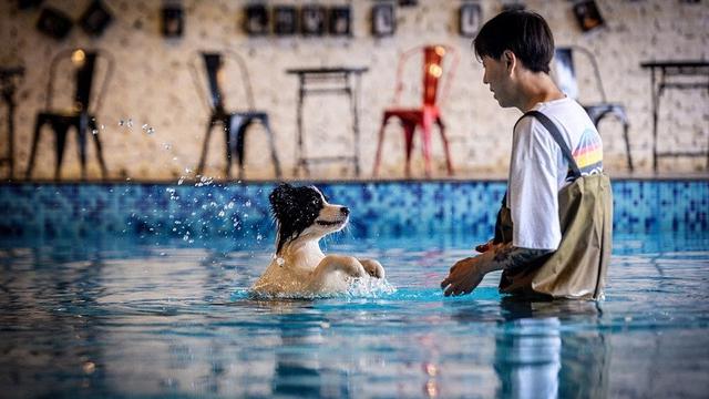 pria china bangun rumah mewah buat anjing (foto: china daily)