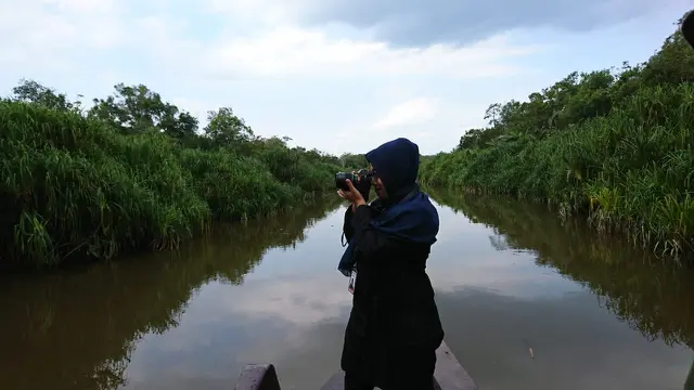 Terpukau Orangutan di Tanjung Harapan Kalimantan