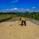 Bulog Sudah Serap 3,5 Juta Ton Beras Petani