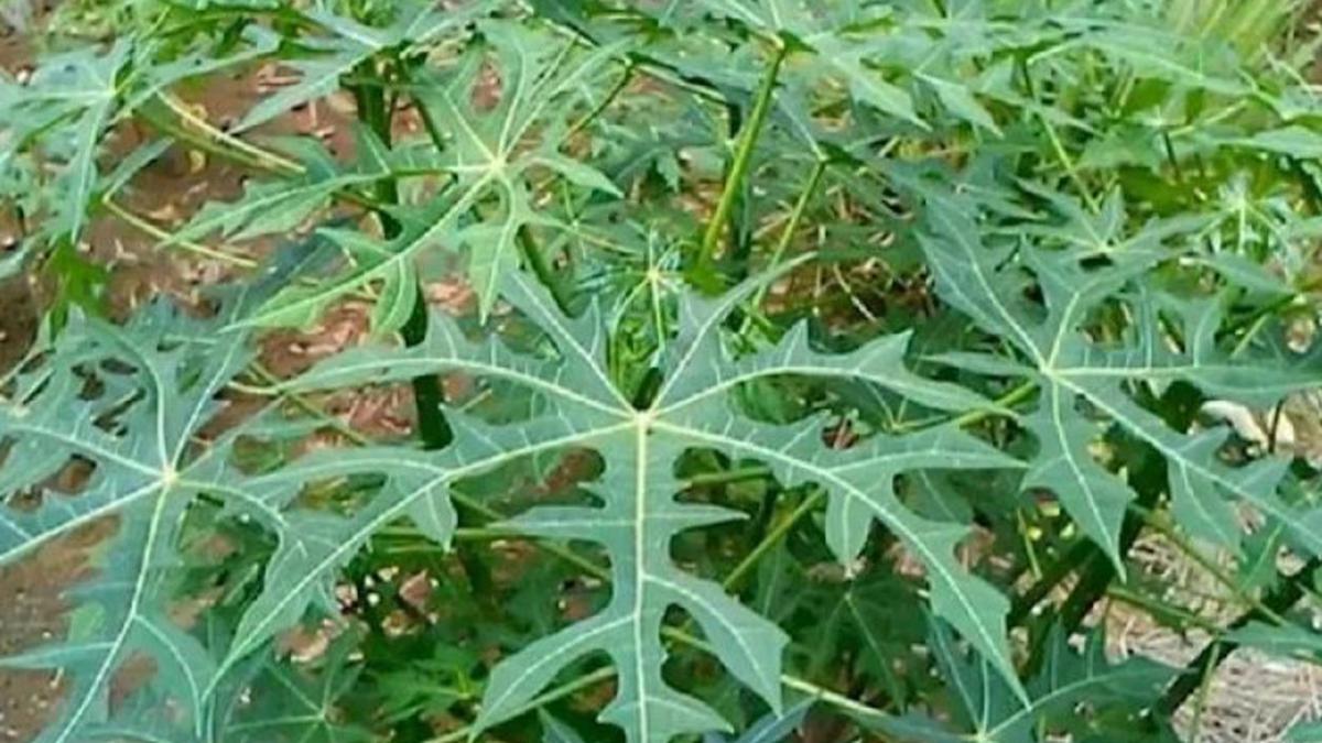 Rahasia Kandungan Alami Daun Gedi, Jaga Fungsi Jantung Optimal