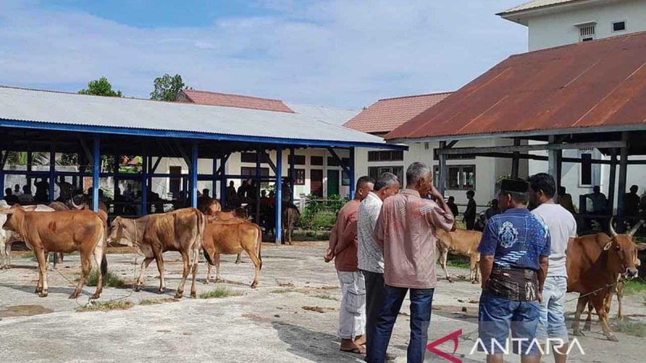 Perdagangan Ternak Aceh Besar Meningkat Drastis Jelang Lebaran Idul Fitri 2026