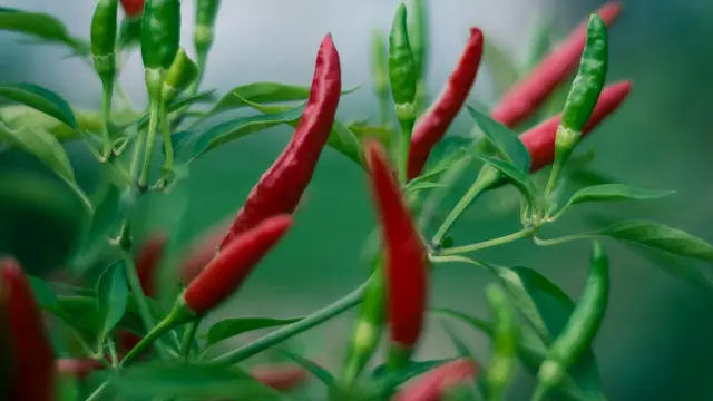 Cabai