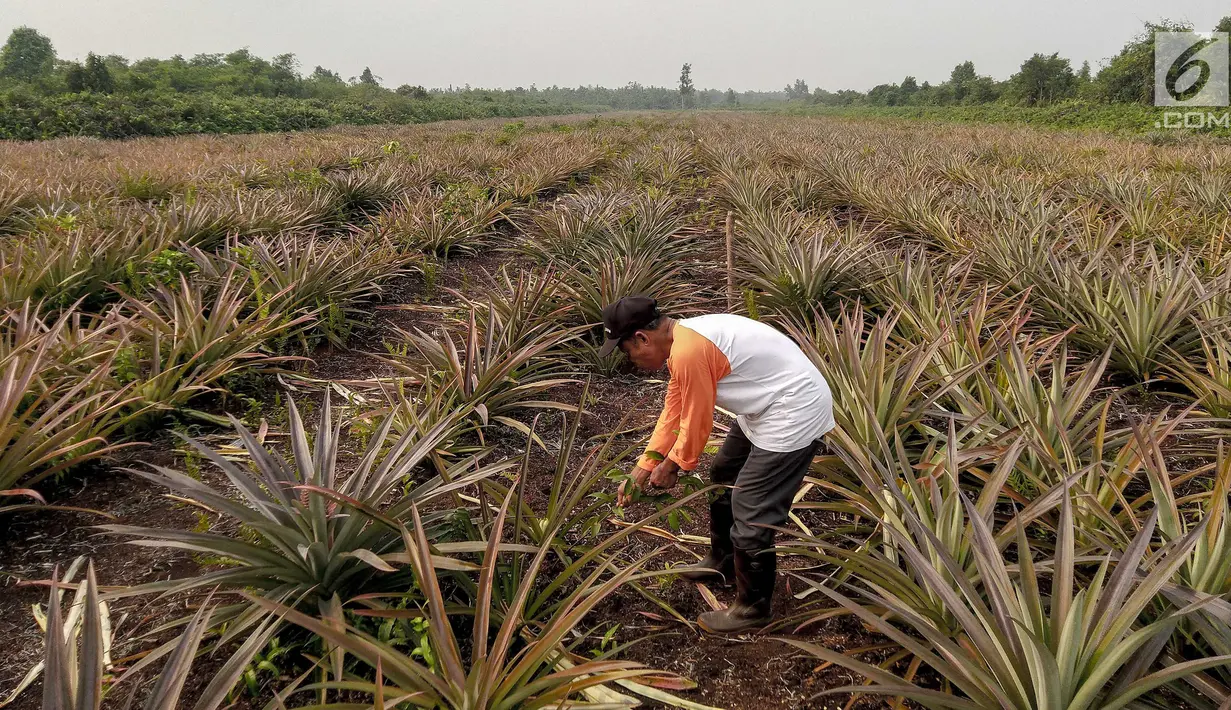 Petani yang tergabung Masyarakat Peduli Api bersama Komunitas Tani Tunas Makmur memetik nanas di Sei Pakning, Bengkalis, Riau, Rabu (11/9/2019). Pertamina RU II Production Sei Pakning membangun pola kemitraan dan pembinaan dengan program CSR bersama petani gambut. (Liputan6.com/Faizal Fanani)