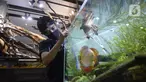 Pekerja menyelesaikan pembuatan aquascape air tawar di Nickz Aquascape, Serpong, Tangerang Selatan, Banten, Selasa (20/10/2020). Pada masa pandemi saat ini, pemesanan aquascape meningkat hingga 80 persen. (merdeka.com/Dwi Narwoko)
