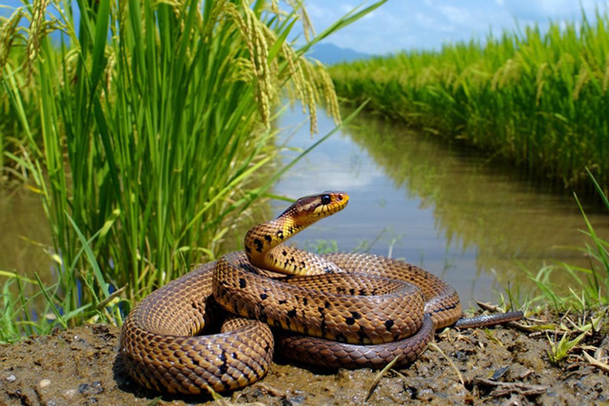 Banyak Orang Salah Paham, Ini Fungsi Ular Sawah yang Jarang Dijelaskan