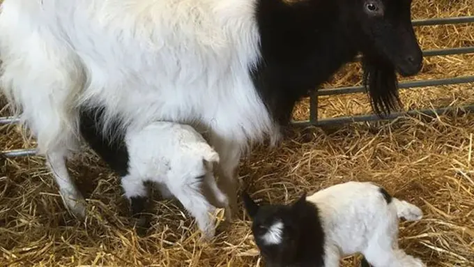 Bertemu Kambing Bagot Lebih Sulit Ketimbang Panda