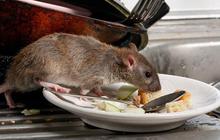 5 Bahan Dapur Ini Bisa Jadi Perangkap Tikus, Bikin Rumah Bebas Penyakit