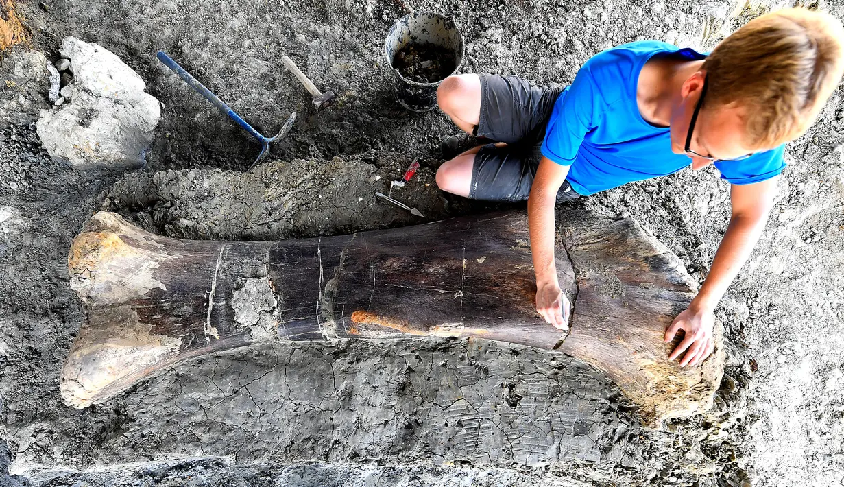 Peneliti National History Museum of Paris, Maxime Lasseron memeriksa tulang paha dinosaurus Sauropoda di sebuah situs penggalian di barat daya Prancis, 24 Juli 2019. Tulang paha dengan berat 500 kg ini dianggap milik dinosaurus herbivora terbesar dari periode Jurassic Sauropod. (GEORGES GOBET/AFP)