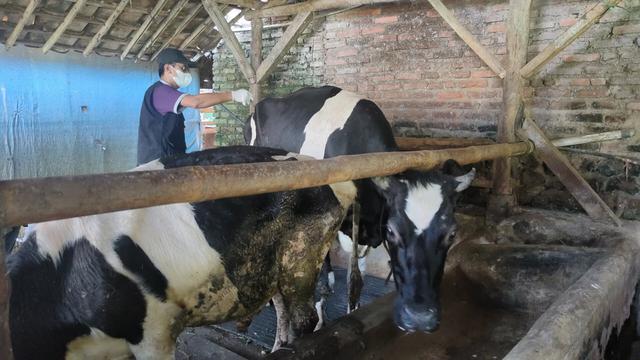 Cerita Peternak Sapi Perah Kuningan Jawa Barat Rugi Imbas Wabah PMK