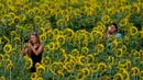 Orang-orang mengabadikan gambar di ladang bunga matahari di Grinter Farms, dekat Lawrence, Kansas pada 7 September 2020. Ladang seluas 26 acre yang ditanam setiap tahunnya oleh keluarga Grinter itu menarik ribuan pengunjung selama akhir musim panas saat mekarnya bunga. (AP Photo/Charlie Riedel)