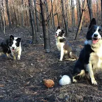 Tiga ekor anjing Border Collie pernah jadi penyelamat hutan Chile, intip kisah selengkapnya! (@summerbordercollie)