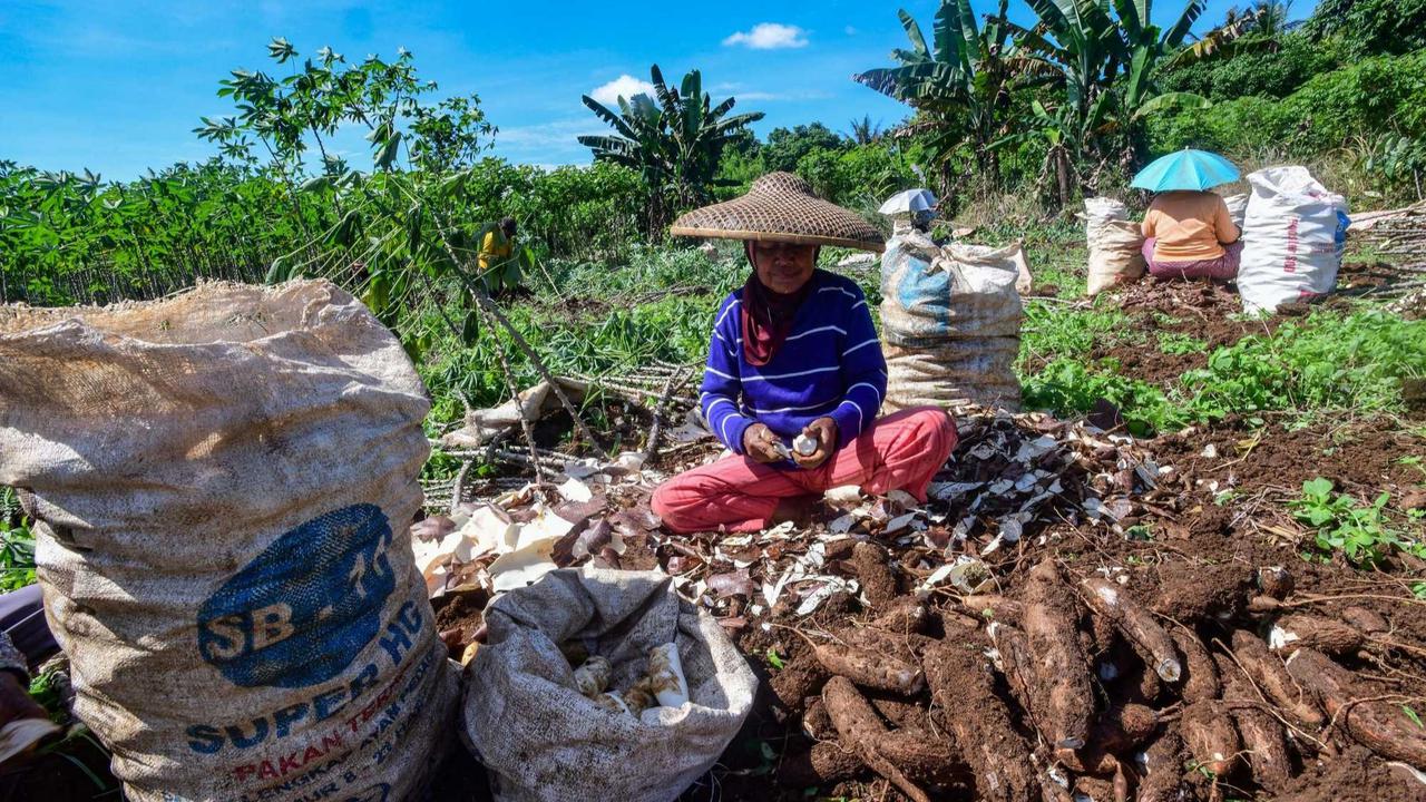 Petani menjerit harga singkong anjlok
