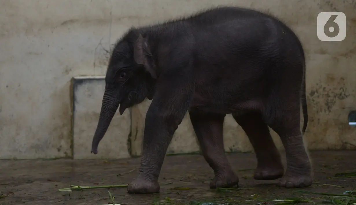 Bayi gajah Sumatera (Sumatran elephant) saat berada dalam kandangnya di Taman Safari Indonesia Cisarua, Bogor, Jawa Barat, Rabu (13/5/2020). Bayi gajah jantan bernama Covid itu hasil perkawinan gajah Sumatera, Nina dan Kodir. (merdeka.com/Imam Buhori)