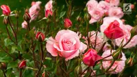 Tidak hanya cantik dan wangi, bunga mawar ternyata menyimpan banyak manfaat bagi kecantikan kulit. (Foto: iStockphoto)