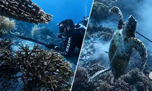 WNA tombak penyu di Raja Ampat lalu dikonsumi (Foto: Tangkapan layar IG urban.hikers)
