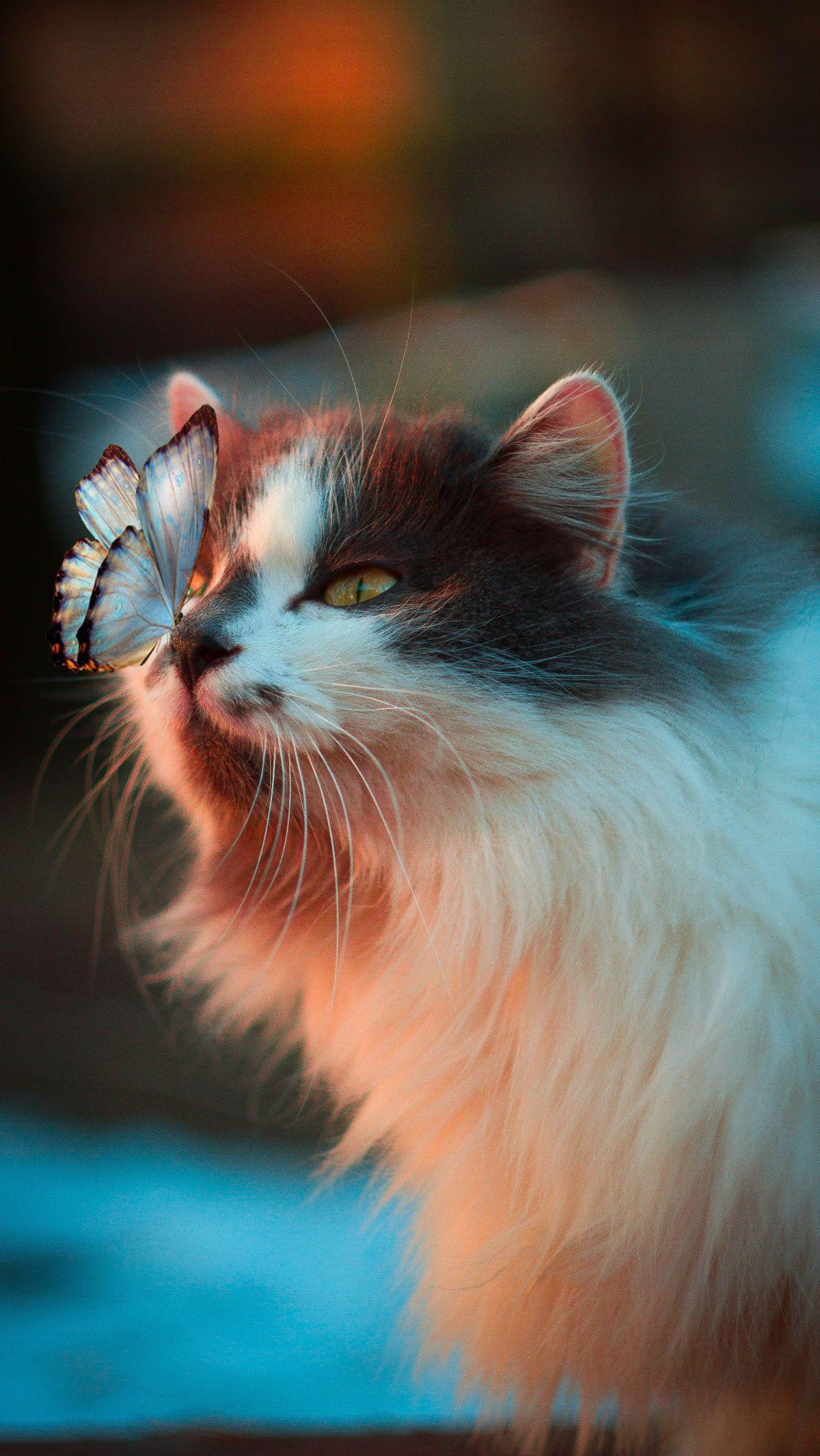 <b>1. Kucing Punya 9 Nyawa</b>