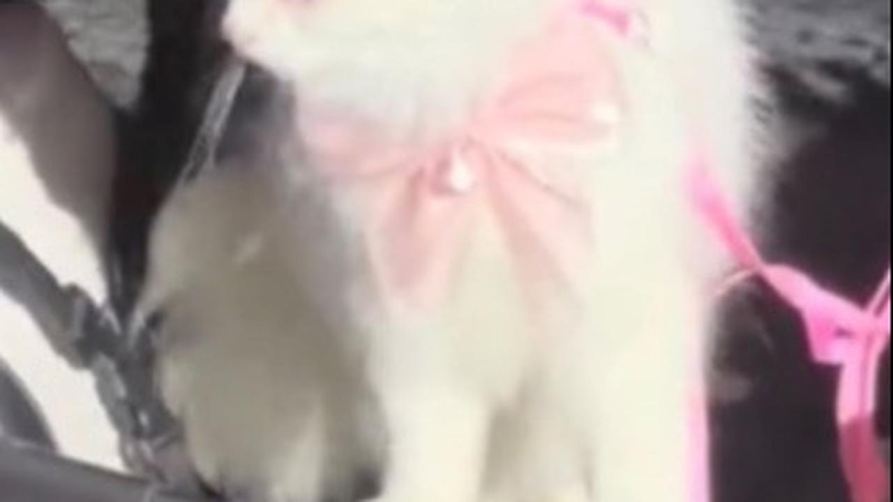 Viral Video Kucing Hadiri Pernikahan Pemiliknya, Bawa Cincin Nikah