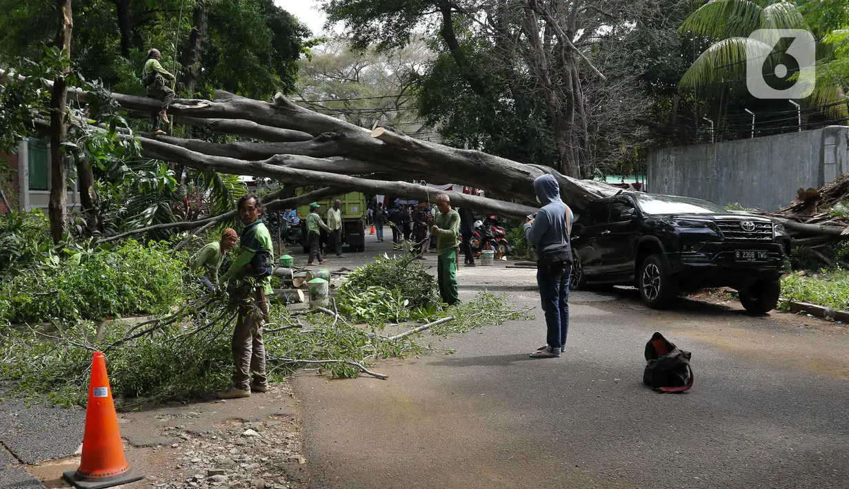 Petugas Suku Dinas Kehutanan Jakarta Selatan memotong bagian pohon besar yang tumbang di Jalan Sriwijaya I, Kebayoran Baru, Jakarta Selatan, Selasa (16/1/2024). (Liputan6.com/Herman Zakharia)