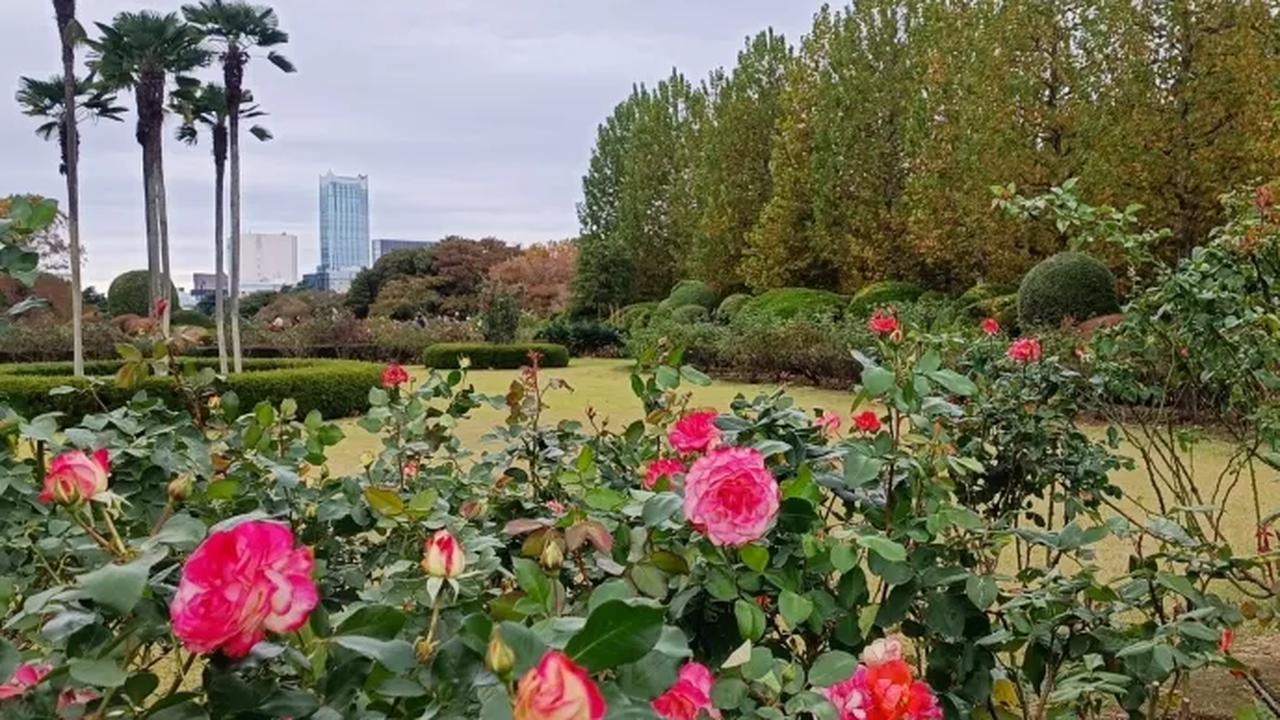 11. Rose Beds yang bersebelahan dengan Row of Plane Trees juga tetap indah dengan bunga-bunga mawar yang bermekaran meskipun di musim gugur.