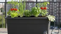 5 Tanaman Produktif untuk Balkon Kecil yang Mudah Dirawat