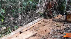 Citizen6, Asahan: Kawasan Hutan Lindung Tormatutung Asahan sudah beralih fungsi, dan kawasan sawit sudah rusak parah. (Pengirim: Tombak Nagara/Amir Dolok Saribu)