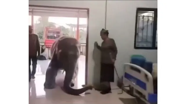 Momen Haru Gajah Jenguk Pemiliknya yang Sedang Sakit, Sopan Masuk Ruangan