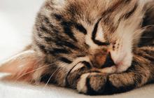 10 Fakta Unik Kucing yang Menarik Diketahui, Pernah Dianggap sebagai Dewa