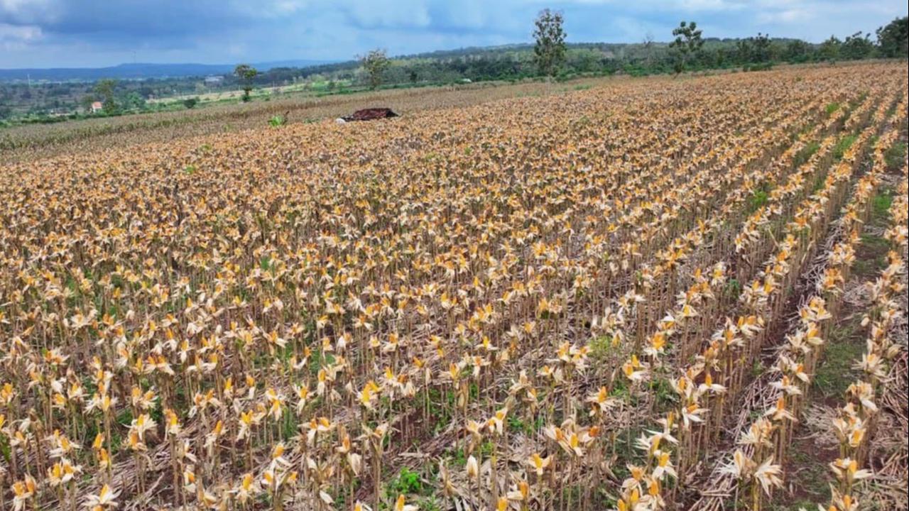 FOTO: Prabowo Panen Jagung dan Luncurkan Operasional Ketahanan Pangan