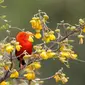 Spesies burung 'scarlet honeykeeper' (Cred: Photo Resource Hawaii/Alamy)