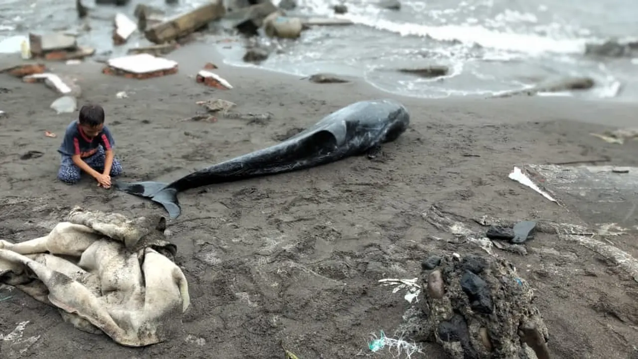 Sempat menjadi bahan tontotan warga di batas kota Manado, setelah proses identifikasi dan pendataan, paus tersebut dikuburkan oleh warga setempat di tepi pantai.