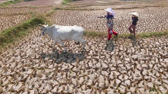 El Nino Perparah Kekeringan Sawah di Jonggol