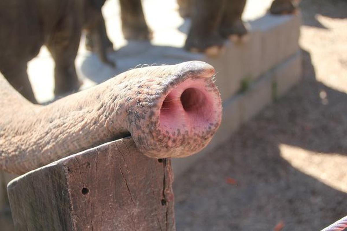 Atraksi Gajah Tunggang Resmi Dilarang di Seluruh Wilayah Indonesia
