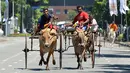 Dua peserta berusaha mengendalikan hewan ternaknya saat mengikuti perlombaan balap kereta sapi selama festival tradisional menjelang perayaan Tahun Baru Hindu, Sinhala dan Tamil di Kolombo, Sri Lanka, Minggu (1/4). (LAKRUWAN WANNIARACHCHI/AFP)