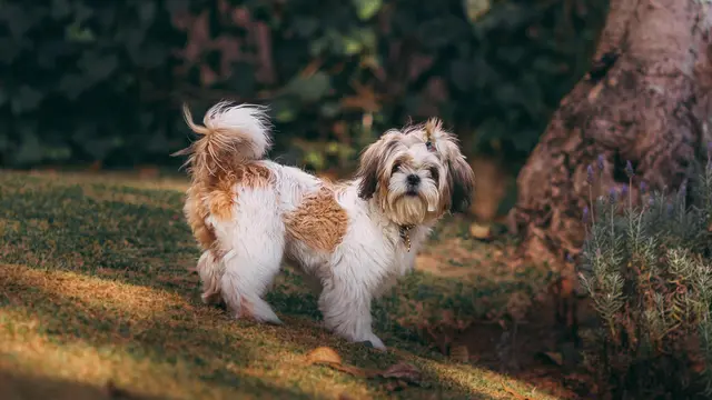 Shih Tzu