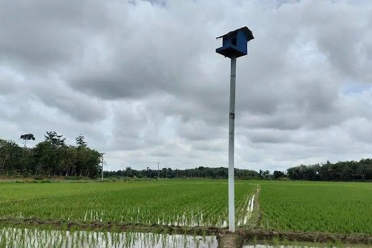 Bantuan 1.000 ekor burung hantu untuk bantu basmi hama tikus. (Foto: Kementerian PU)