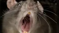 Ditinggal Ibu Dugem, Balita Tewas Mengenaskan Dimakan Tikus