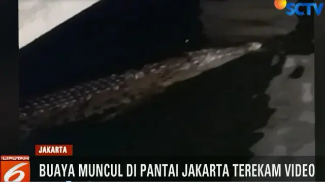 Salah seorang saksi mata yang mengetahui informasi kemunculan buaya di pantai Jakarta mengaku was-was saat berwisata ke Pantai Ancol.