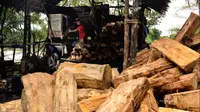 Gambar pada 9 Februari 2020 menunjukkan pekerja menggiling batang pohon sagu menjadi tepung di sebuah desa di Meulaboh, provinsi Aceh. Tepung sagu adalah jenis tepung yang berasal dari pohon rumbia atau pohon aren, dan pohon jenis ini banyak ditemukan bagian timur.  (CHAIDEER MAHYUDDIN/AFP)