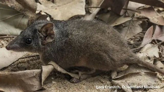 Antechinus berkepala perak atau Antechinus argentus, marsupialia di Australia yang terancam punah akibat terlalu banyak seks (Queensland Museum)