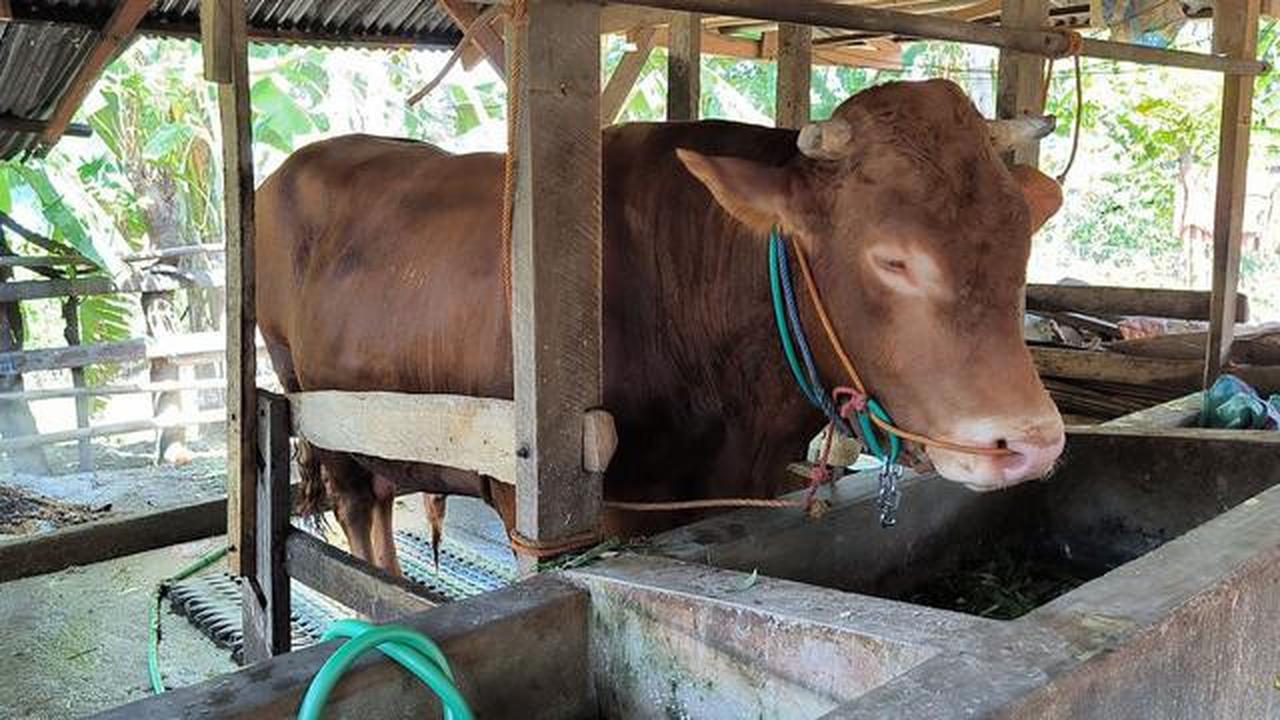 Marak Hoaks Hewan Kurban di Media Sosial,  Ada Daging Bertuliskan Lafaz Allah hingga Jagal Meninggal Dunia