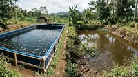 Sistem Kolam Terpal vs Kolam Tanah, Mana Lebih Menguntungkan?