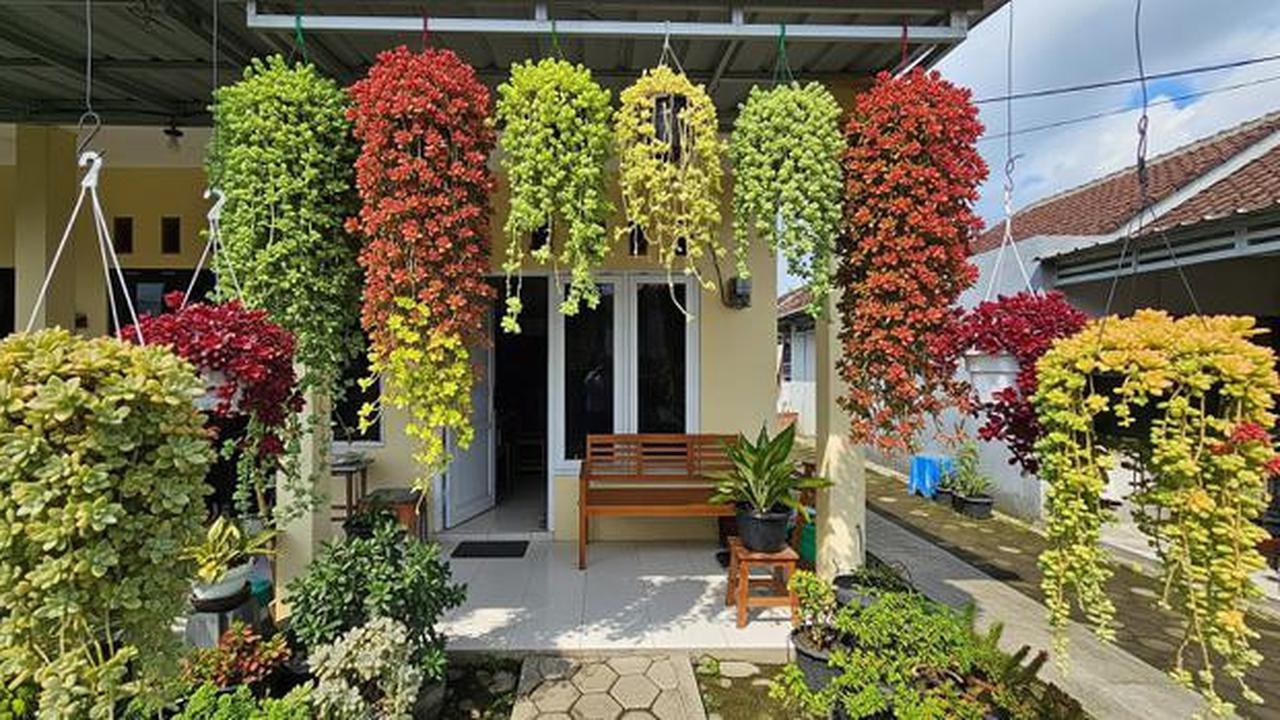 15 Tanaman Gantung untuk Teras Sempit yang Awet Meski Jarang Disiram, Percantik Halaman Rumah