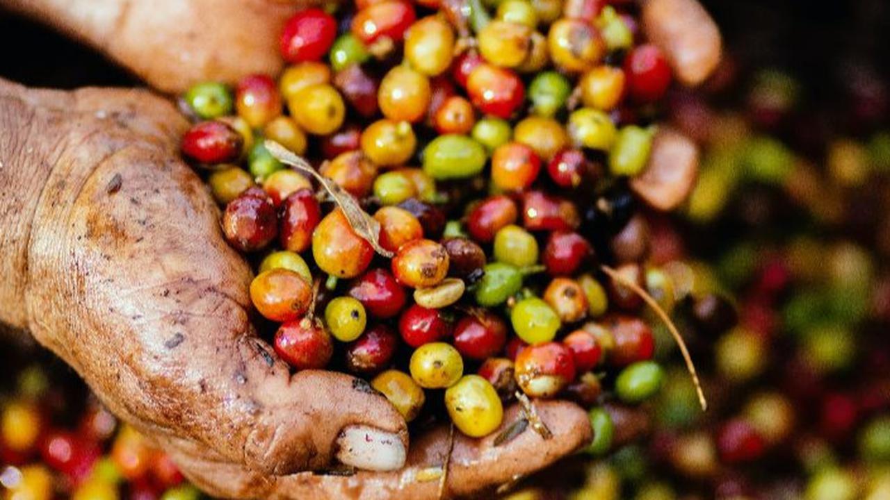 Alasan Mengapa Kopi Berwarna Hitam: Proses Penyangraian yang Menentukan