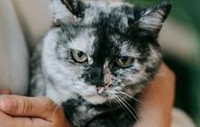 Cerai dengan Istri, Pria Ini Tetap Bayar Nafkah Kucingnya Selama 10 tahun