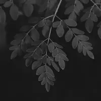 manfaat kelor./copyright. pexels/