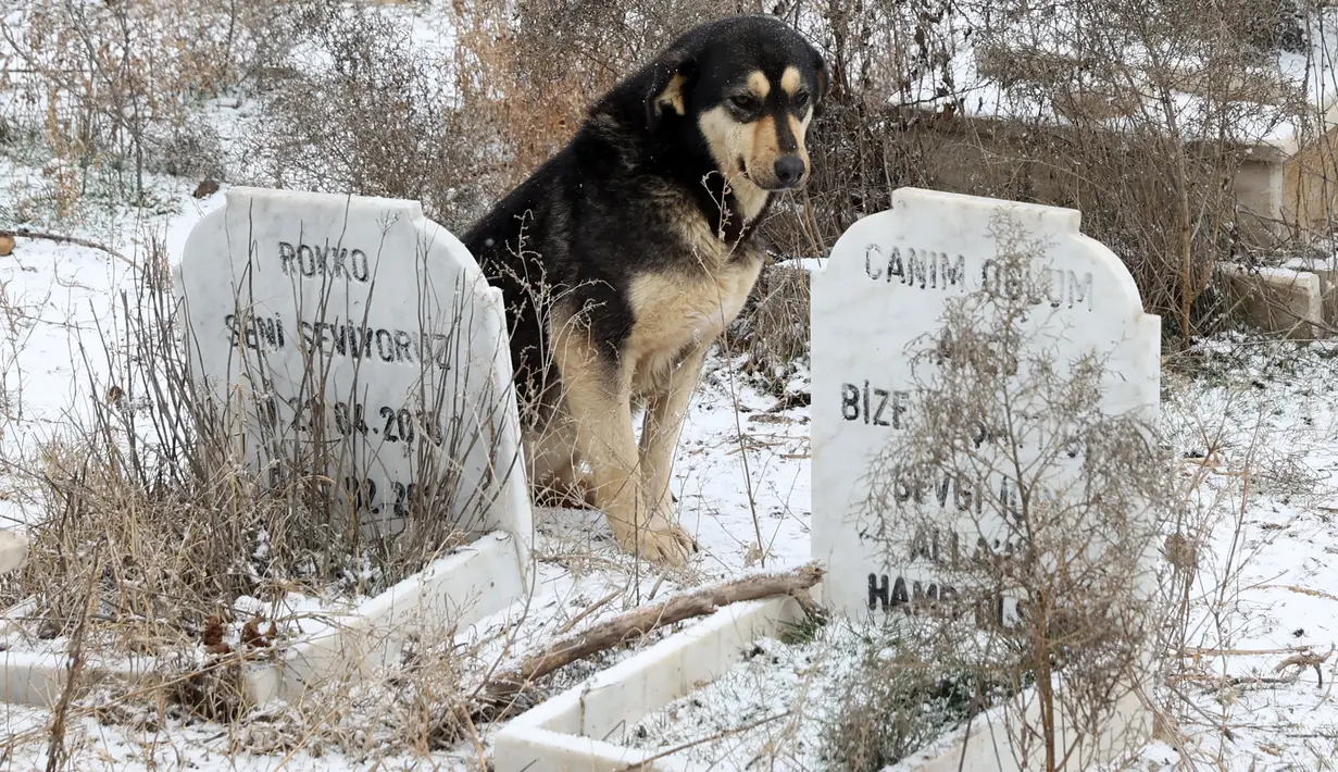 Foto yang diambil pada 15 Januari 2022 menunjukkan seekor anjing berdiri dekat kuburan di Pemakaman untuk tempat hewan peliharaan dimakamkan di Ankara, Turki. Pemakaman hewan, yang didirikan oleh Kota Metropolitan Ankara pada tahun 1997, tidak digunakan lagi sejak tahun 2014. (Adem ALTAN/AFP)