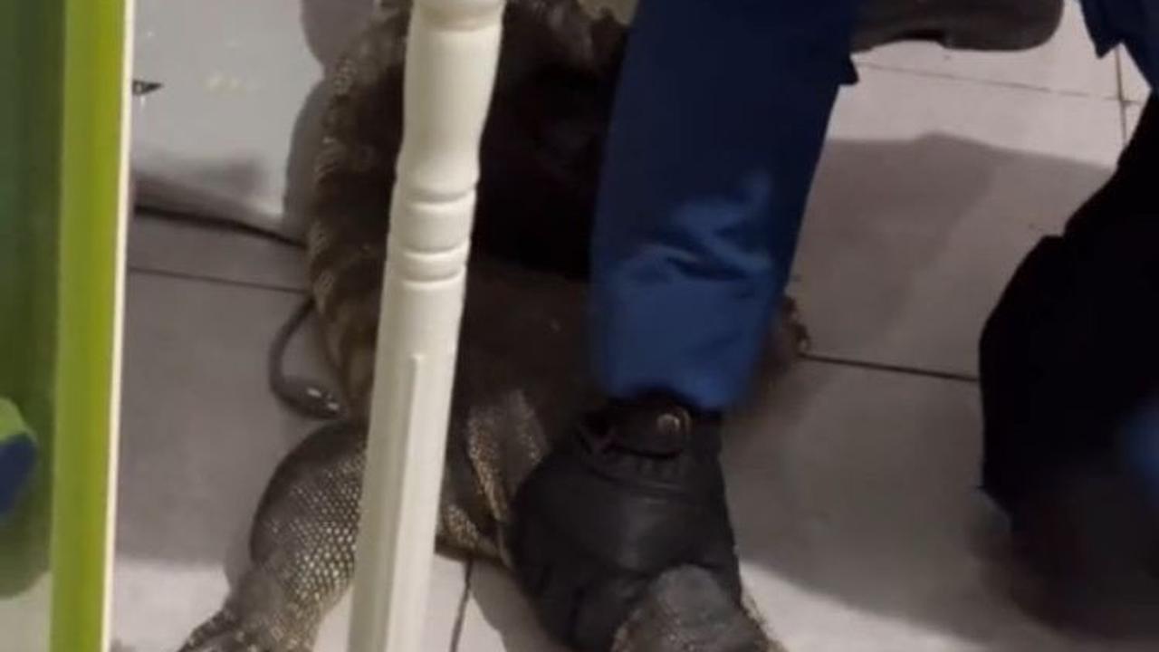 Mereka pun langsung bekerja sama memegangi bagian kepala biawak agar tidak membahayakan.