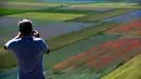 Seorang turis mengambil gambar bunga yang sedang mekar dan ladang lentil di Castelluccio, sebuah desa kecil di wilayah Umbria, Italia tengah pada 6 Juli 2020. Setiap tahunnya antara Mei dan Juli, ribuan varietas bunga liar  bermekaran dan menjadi daya tarik wisatawan. (Tiziana FABI / AFP)