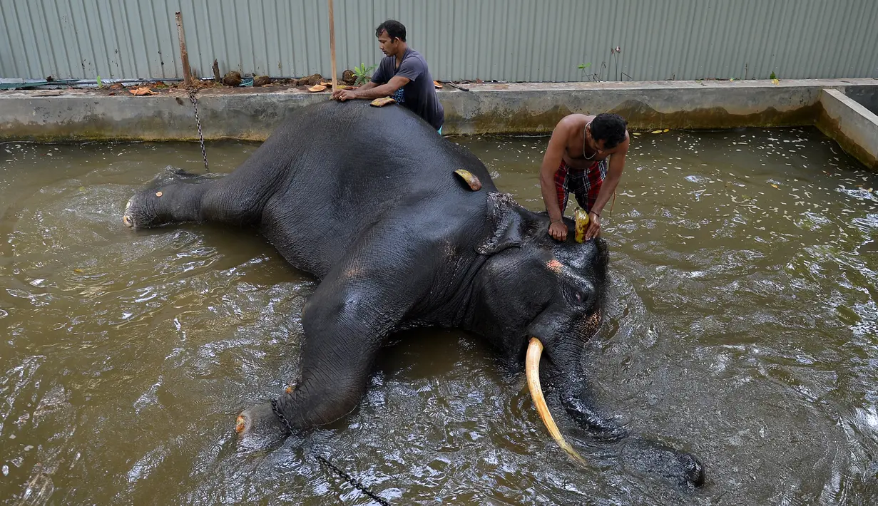 Pawang mencuci seekor gajah di Kolombo (9/8). Sri Lanka pada tanggal 8 Agustus mengumumkan rencana untuk secara substansial memperpanjang pagar listrik setelah gajah liar menewaskan 375 orang dalam lima tahun terakhir. (AFP Photo/Lakruwan Wanniarachchi)